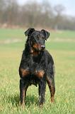 BEAUCERON 991